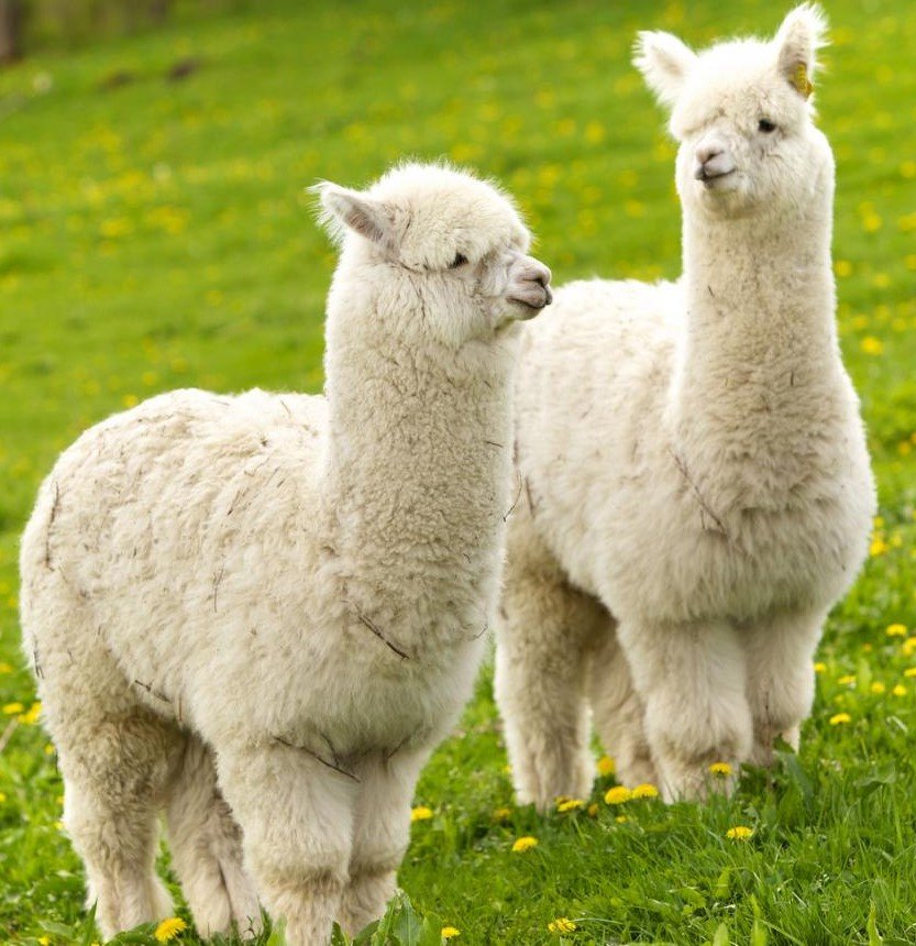 Pair of fluffy White Alpacas with tufted ears.